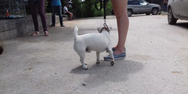 В Гурзуфе прошла первая выставка собак «Гурзуфский дебют».