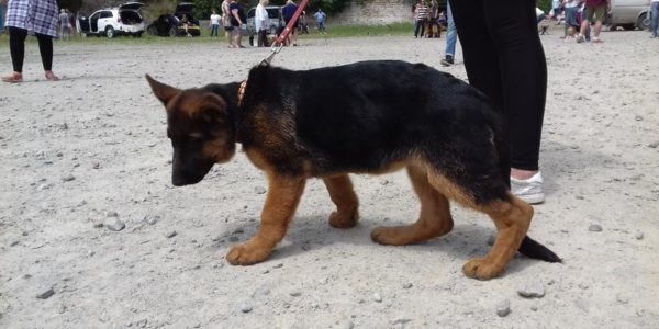 В Гурзуфе прошла первая выставка собак «Гурзуфский дебют».